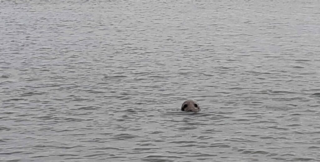A grey seal at Glen Beach Cliff Walk, Wicklow