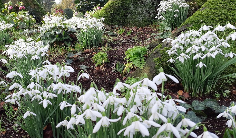 Snowdrops, Altamont Gardens, Co Carlow