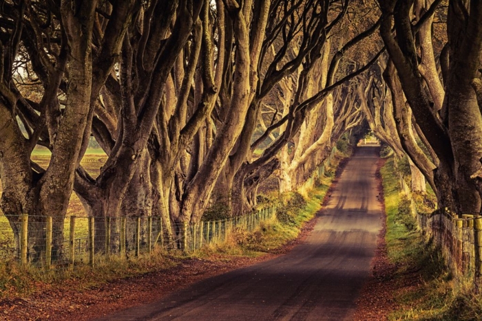 The Dark Hedges, Game of Thrones
