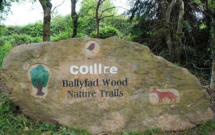 ballyfad woods coillte wexford