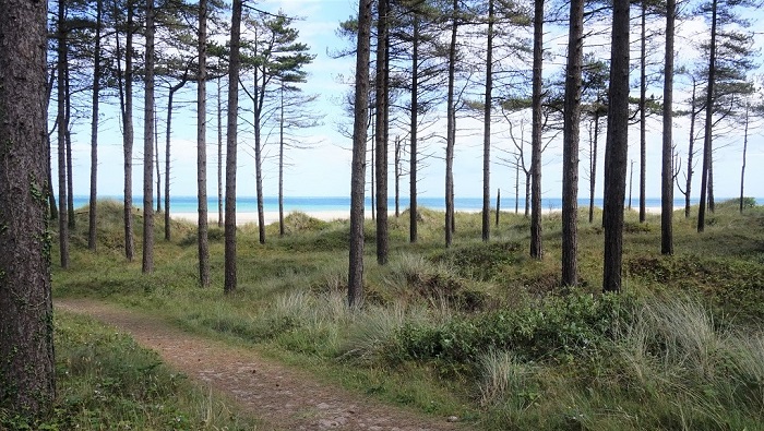 View of Curracloe beach from Raven Nature Reserve
