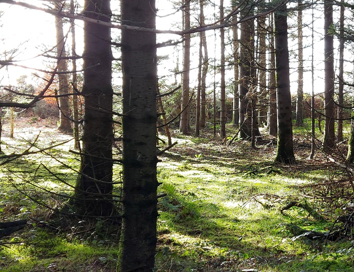 grounded, image of sunlight, trees, mindful walking