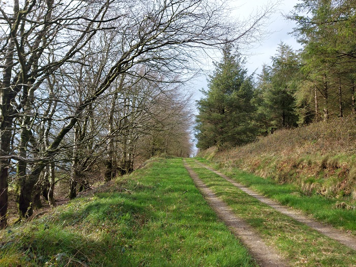 Coillte Forest roads at Mount Nebo, hollyfort