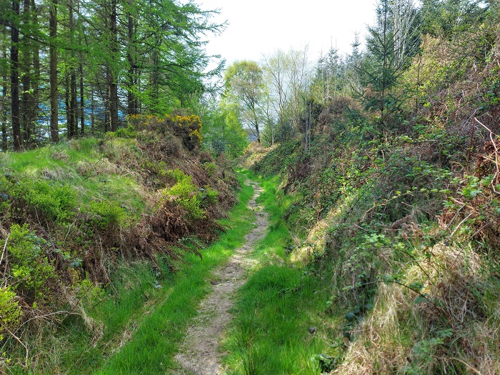 Uphill on Cullentra trail, Kiltealy, wexford