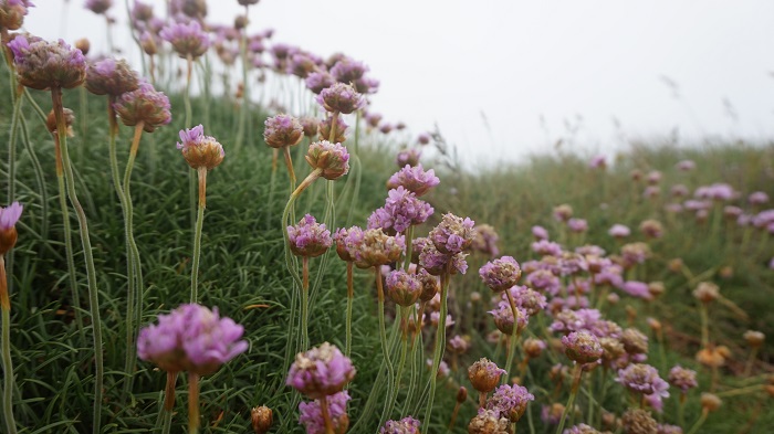 flora purple heather dunmore east coastal walk