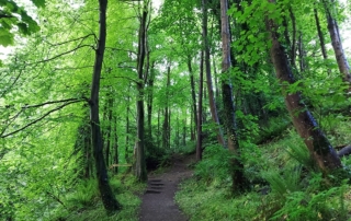 forest bathing wexford