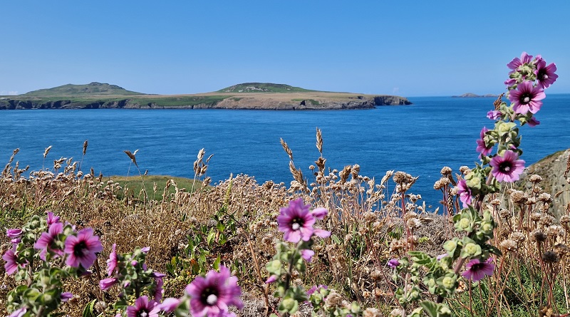 The view of Ramsey Island from Pembrokeshire Coast Path near to St Justinians.